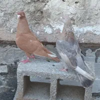 کفتر فروشی ۲عدد