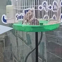 پرنده داخل عکس بخون هست