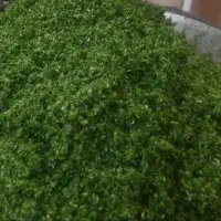 سبزی خورشتی|خوردنی و آشامیدنی|بم, |دیوار