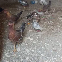 مرغ وخروس عربی در حمیدیه|حیوانات مزرعه|حمیدیه, |دیوار