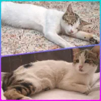 این گربه دوهفته است که گمشده محدوده ی حجاب
