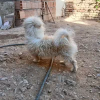 گمشده سگ|حیوانات|بم, |دیوار