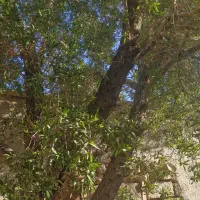 مورت و پالت|خدمات باغبانی و درختکاری|امیدیه, |دیوار