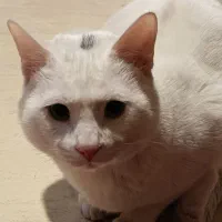 واگذاری گربه|گربه|پرند, فاز ۲|دیوار