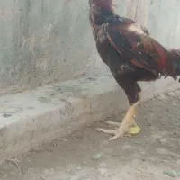 خروس لاری