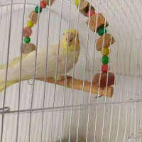 عروس هلندی دو عدد|پرنده|قم, حکمت شمالی|دیوار