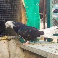کفتر کبوتر شازده سرور ۴۰ سانتی نوک ریز آنتیک