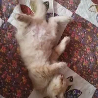 گربه|گربه|شیراز, شهرک فرهنگیان|دیوار