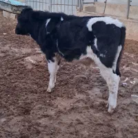 ۱راس گوساله نر هولشتاین خالص.