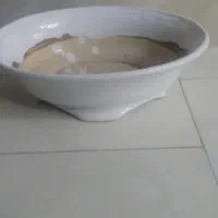 گل گلدون درخت زیبادر حدنو|گل و گیاه طبیعی|مشهد, ایثارگران|دیوار