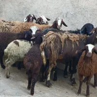 فروش۶راس میش بره درج یک نژاد مهربان افشار خوش نشان