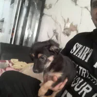 واگذاری سگ پاپی|سگ|فولادشهر, مسکن مهر فولادشهر|دیوار