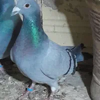 کفتر شهرستانی