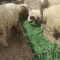 گوسفند بره نر و ماده