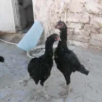لاری خروس اوشامو و دو عدد مرغ لاری اوشامو یه تیغ|حیوانات مزرعه|محمدشهر, محمدشهر|دیوار