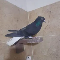 کبوتر اشعل|پرنده|فولادشهر, B2|دیوار