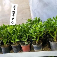 یشم گیاه ثروت ۲۵ ت|گل و گیاه طبیعی|بیرجند, |دیوار