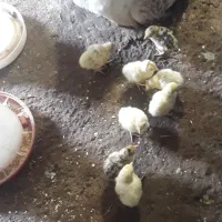 جوجه بوقلمون همراه با مادر