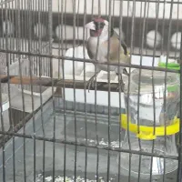 سهره رام وبخون رو به بالا