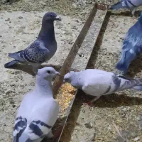 کبوتر طوقی سبز مگس شامی کرمانی کاغذی|پرنده|میرجاوه, |دیوار