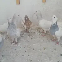 طوقی ابی|پرنده|مشهد, دانش|دیوار