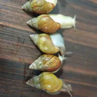 حلزون|خزنده|تهران, اسفندیاری|دیوار