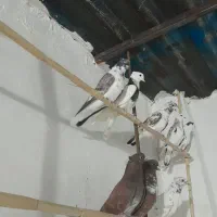 کبوتر کاکلی|پرنده|فاضل آباد, |دیوار