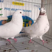 کبوتر اصیل ایرانی
