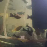 مولی گوپی حلزون|ماهی|پرند, فاز ۵|دیوار