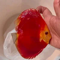 ماهی دیسکس با بیشترین تنوع نژادی در مشهد- فلاور