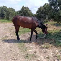 مادیان گمشده|حیوانات|قزوین, |دیوار