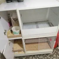 قفس عروس هلندی گرینچیک  کوتوله