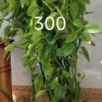 انواع گل بزرگ کوچیک|گل و گیاه طبیعی|کاشمر, |دیوار