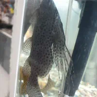 ماهی لجن خوار