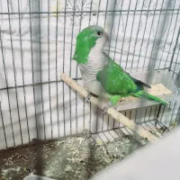 راهب ماده بالغ|پرنده|مشهد, مهدی آباد|دیوار