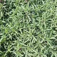 سبزی شهرکهنه