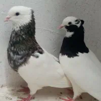 کبوتر