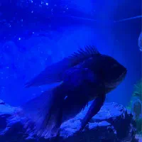 اسکار سلطنتی سوپرباله بلند و اسکار مسی