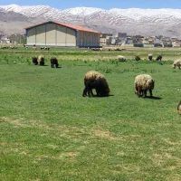 فروش میش آبستن. زاییده. جوان قوچ بره. تخمی