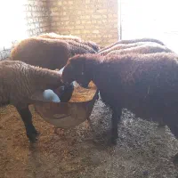 بره