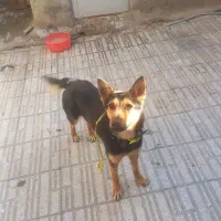 سگ نژاد گرگ گاس