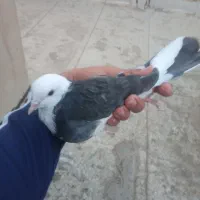 کبوتر پرشی کفتر