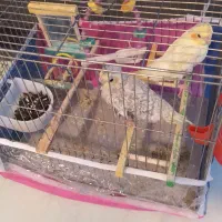 جفت عروس طوطی