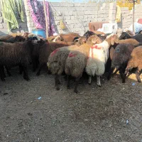 حیوانات مزرعه|حیوانات مزرعه|اردبیل, |دیوار