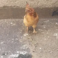 مرغ لاکنزی اصیل