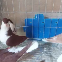 خوشرنگ سرخ|پرنده|الوند, |دیوار