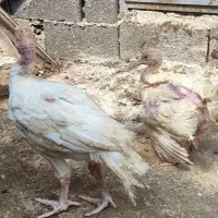 جوجه بوقلمون بیوتی ۶