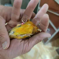 قناری شتر ماده|پرنده|مرودشت, بهارستان|دیوار