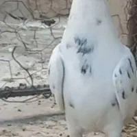 کفتر مفت