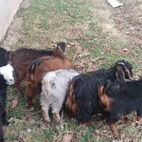 بز غاله|حیوانات مزرعه|باروق, |دیوار